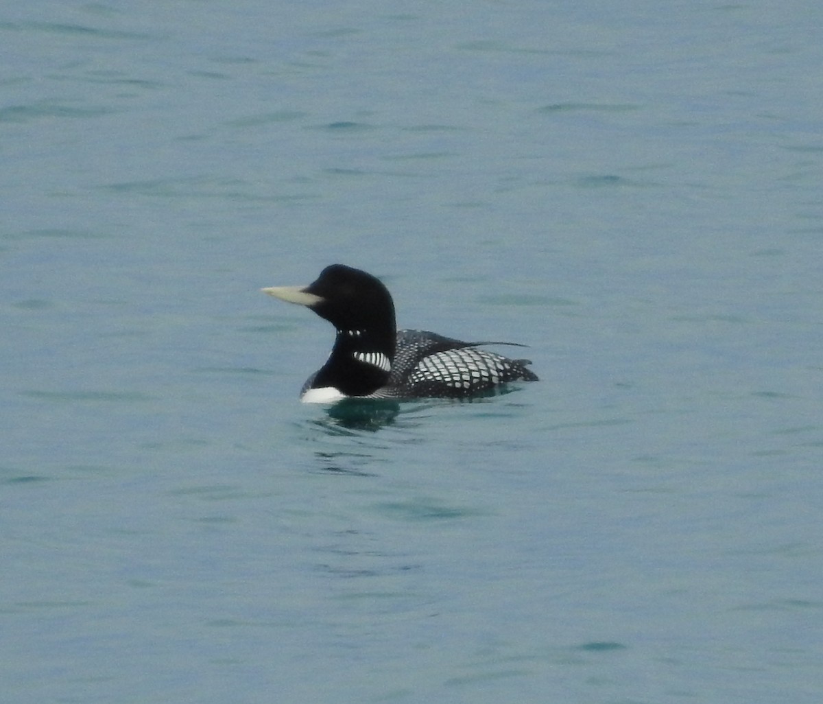 Yellow-billed Loon - ML641529986