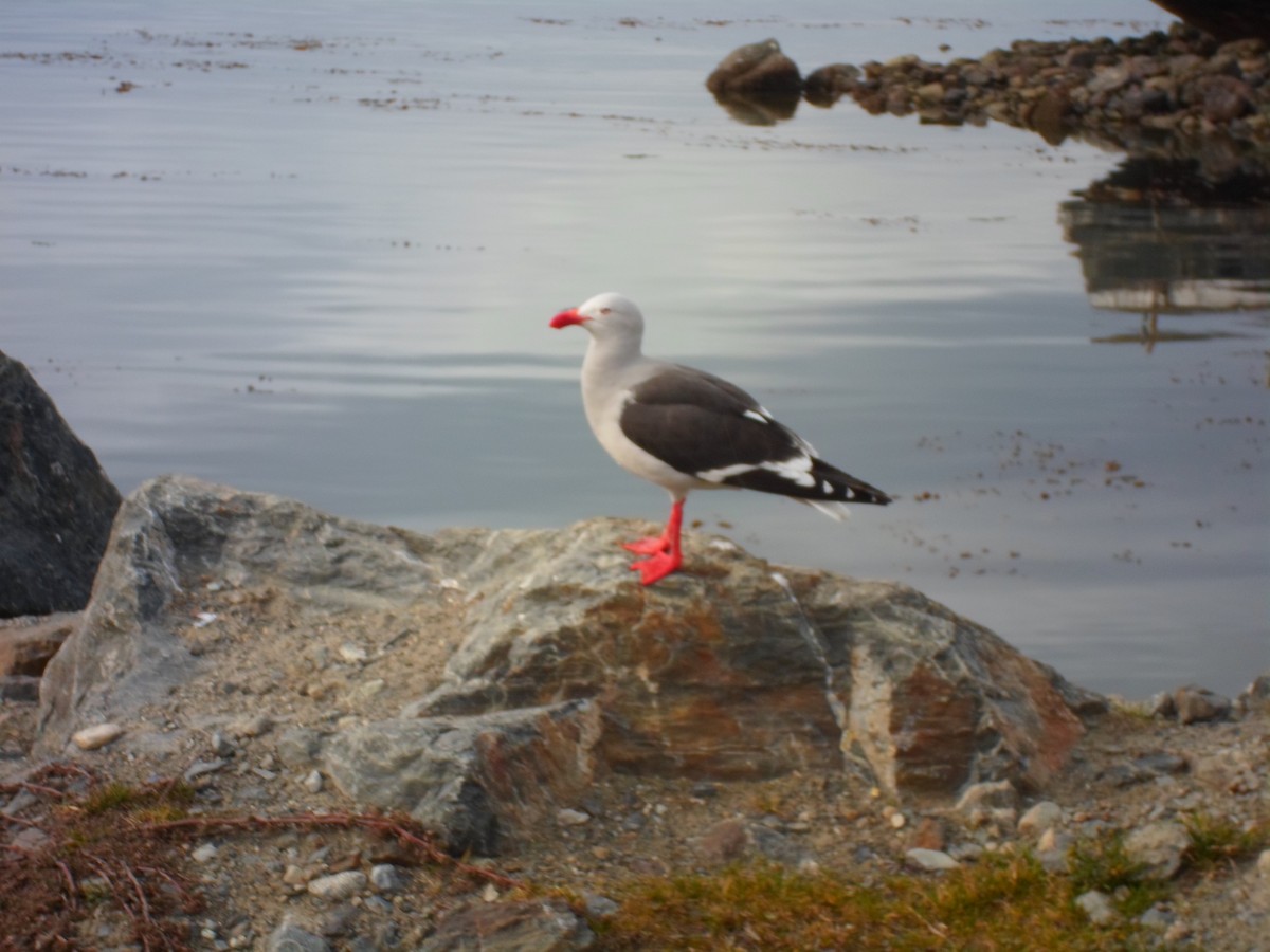 Dolphin Gull - ML641529987