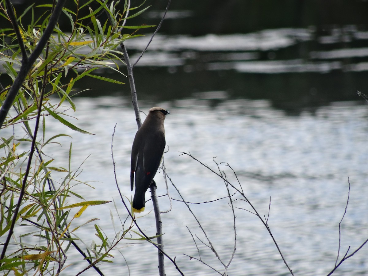 Cedar Waxwing - ML641529991