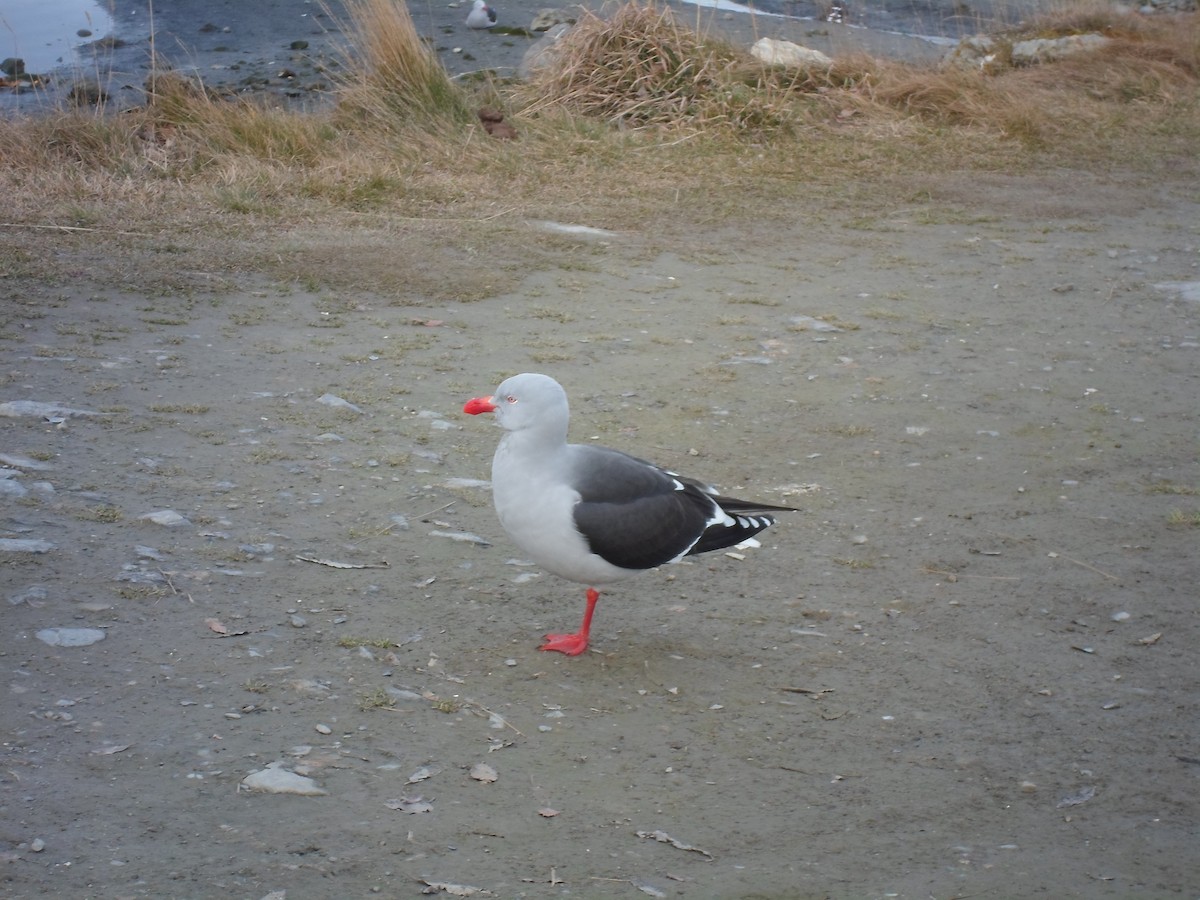 Dolphin Gull - ML641529993