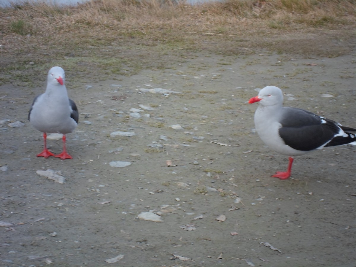 Dolphin Gull - ML641529996