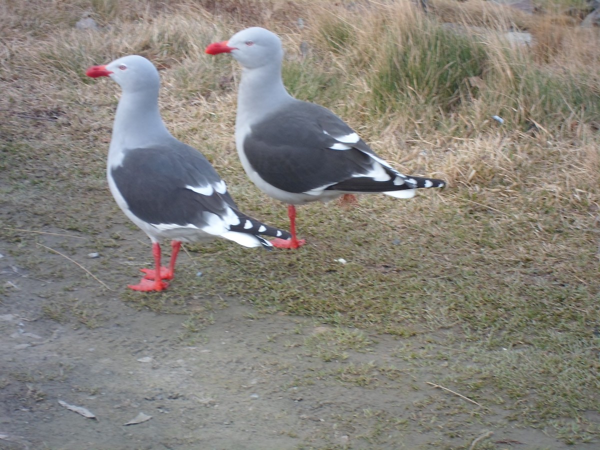 Dolphin Gull - ML641530001