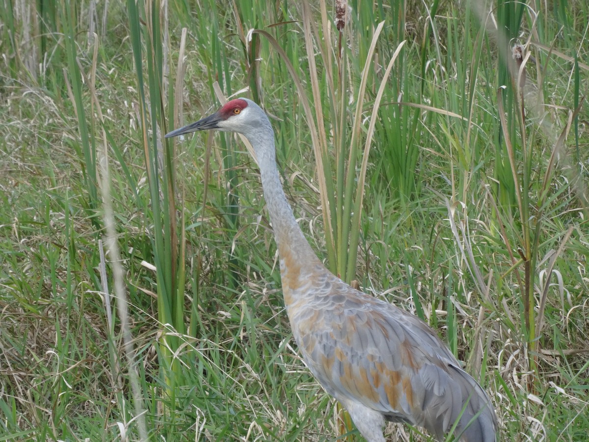 Sandhill Crane - ML641530006