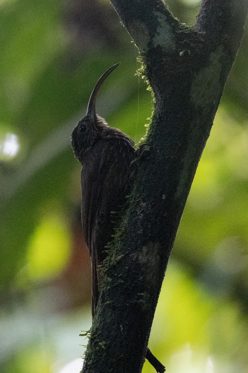 チャユミハシオニキバシリ - ML641530151