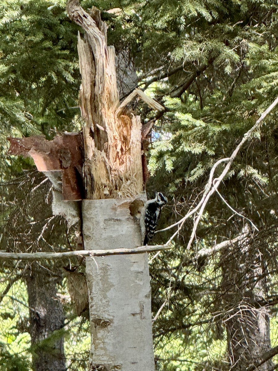 Downy Woodpecker - ML641530176