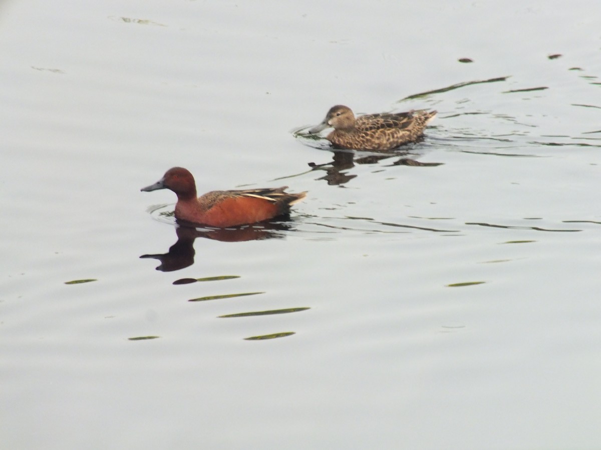 Cinnamon Teal - ML641530183