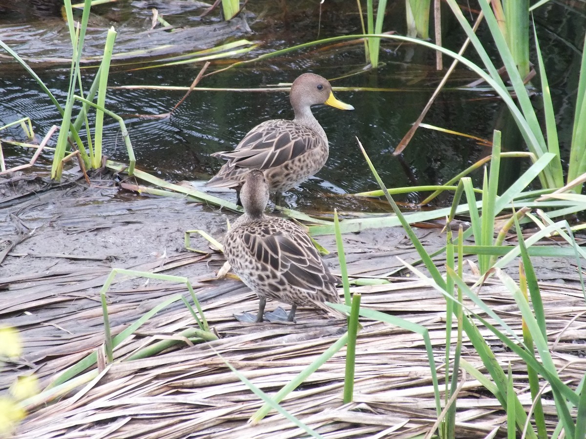 Yellow-billed Pintail - ML641530192