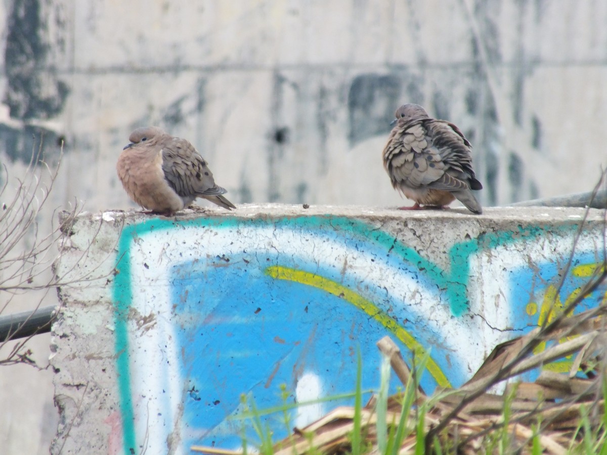 Eared Dove - ML641530211