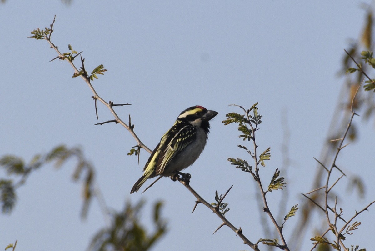Rotstirn-Bartvogel - ML641530223