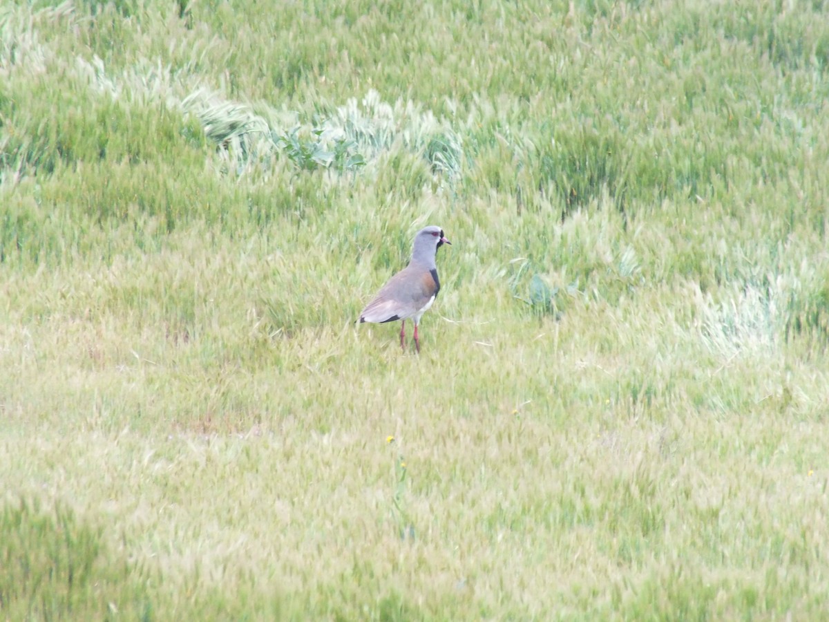 Southern Lapwing - ML641530225