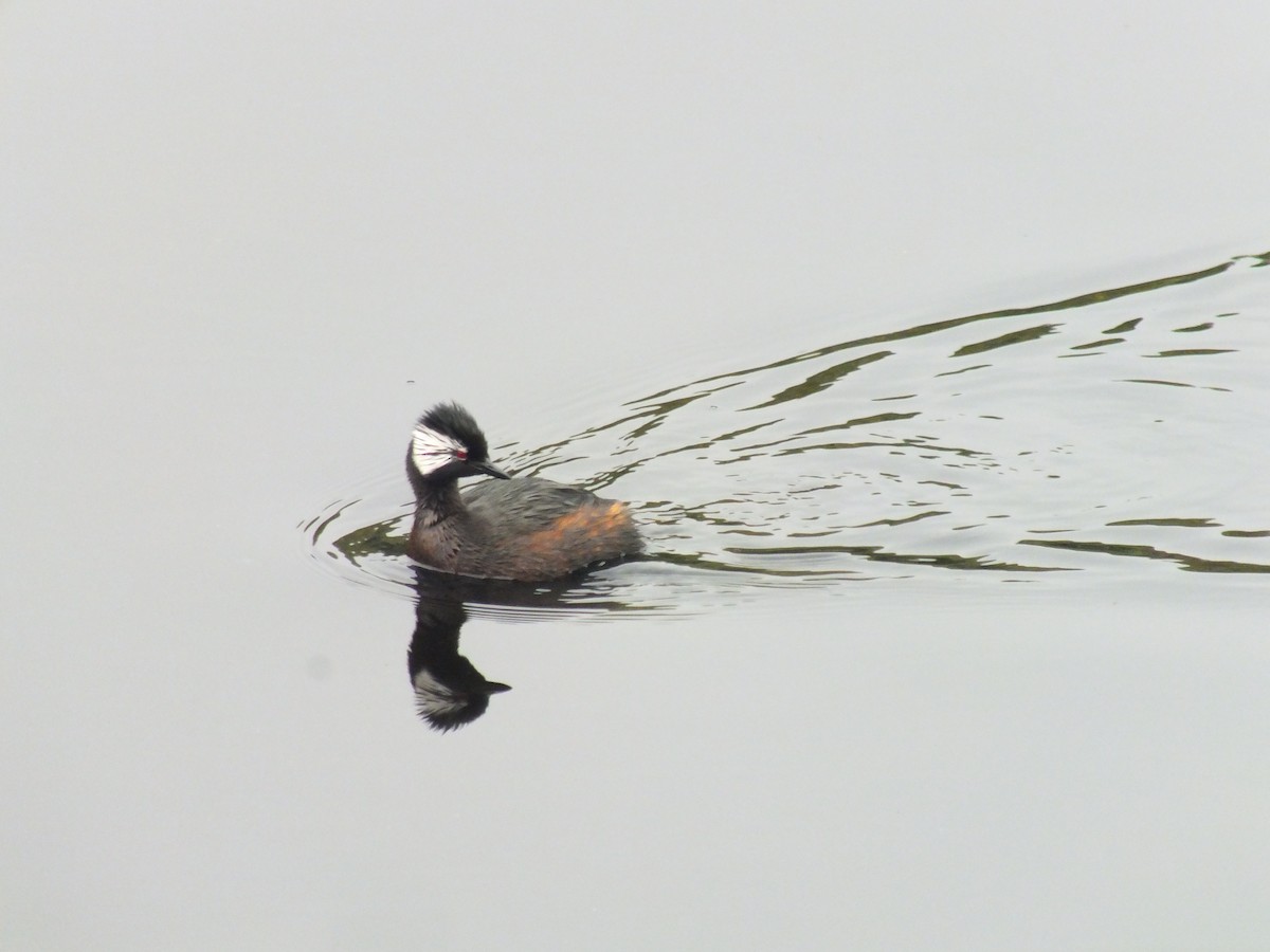 White-tufted Grebe - ML641530228