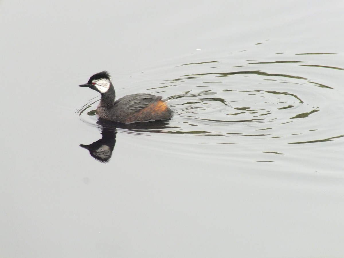 White-tufted Grebe - ML641530229