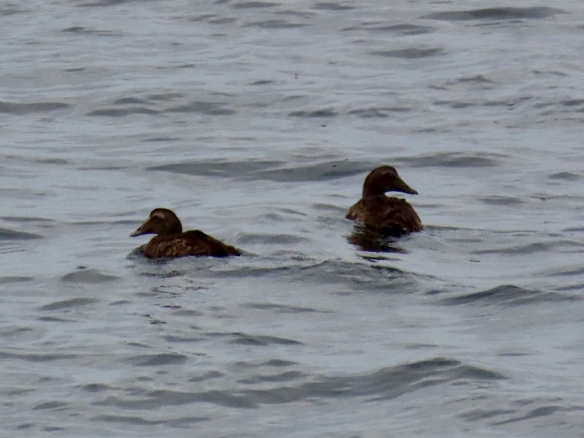 Common Eider - ML641530252