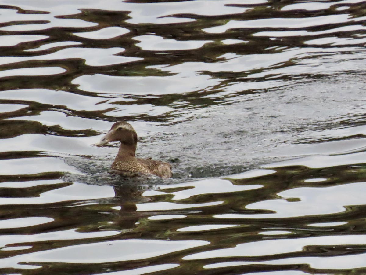Common Eider - ML641530253