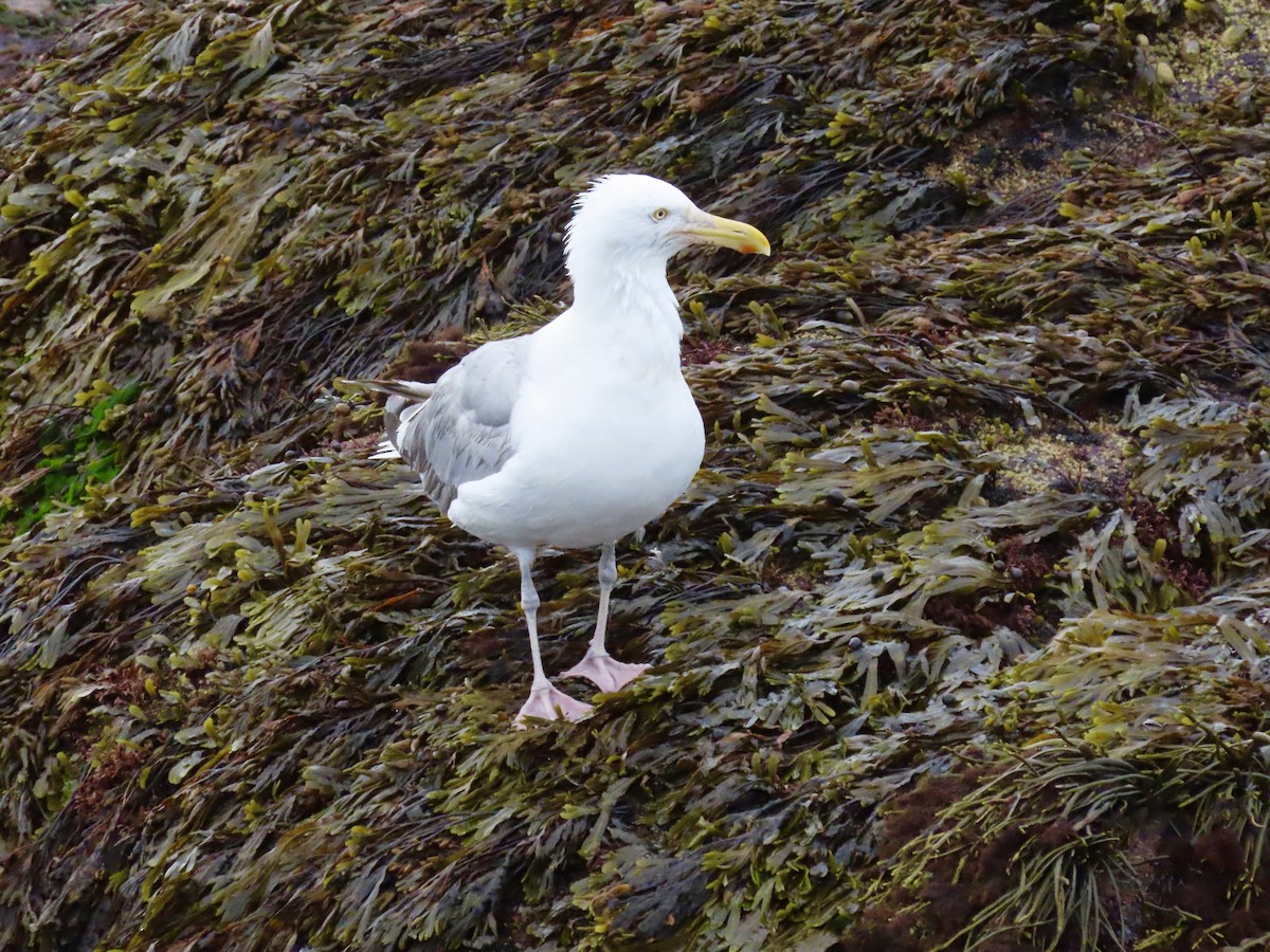 American Herring Gull - ML641530279