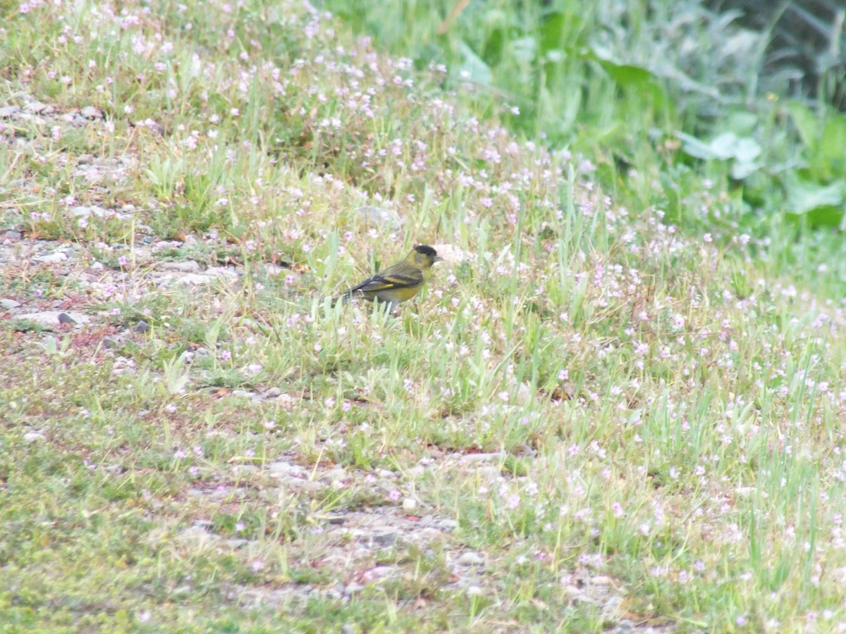Black-chinned Siskin - ML641530296
