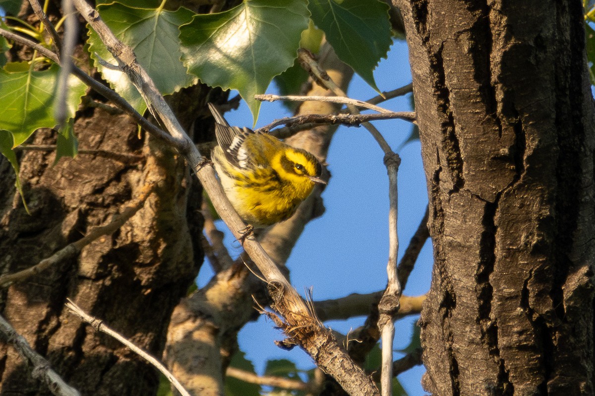 Townsend's Warbler
