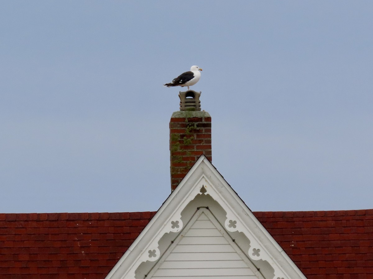 Great Black-backed Gull - ML641530299