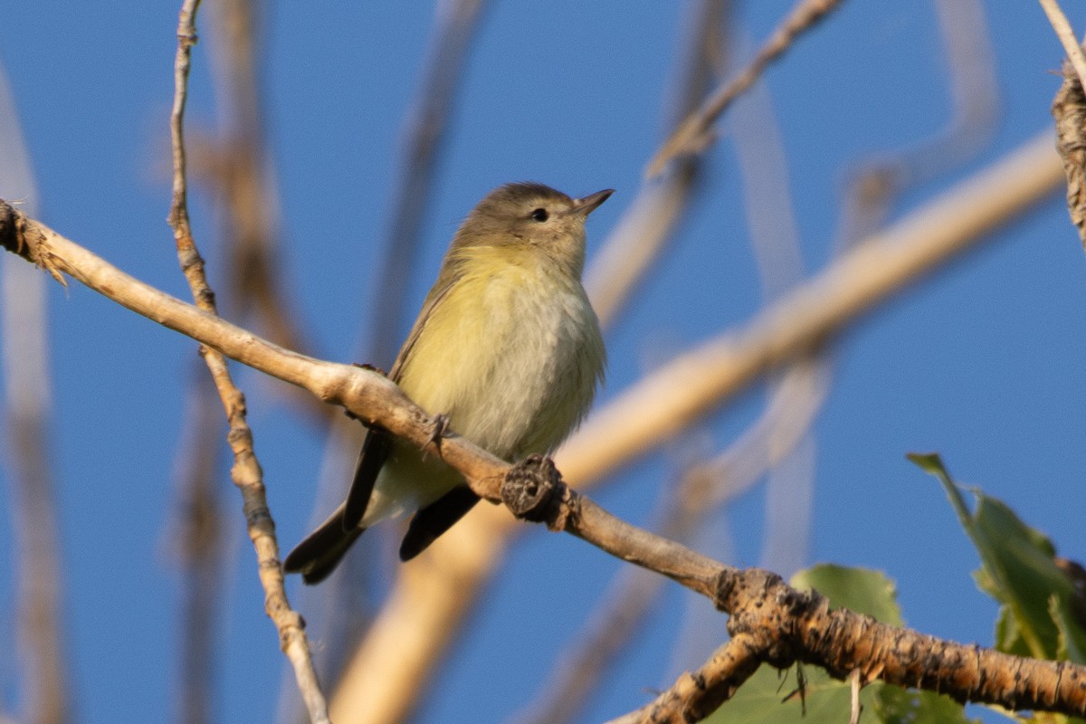 Western Warbling-Vireo