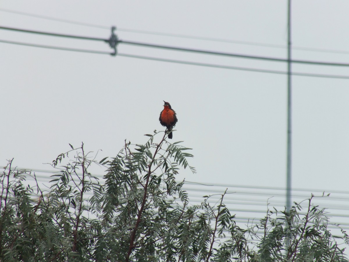 Long-tailed Meadowlark - ML641530311