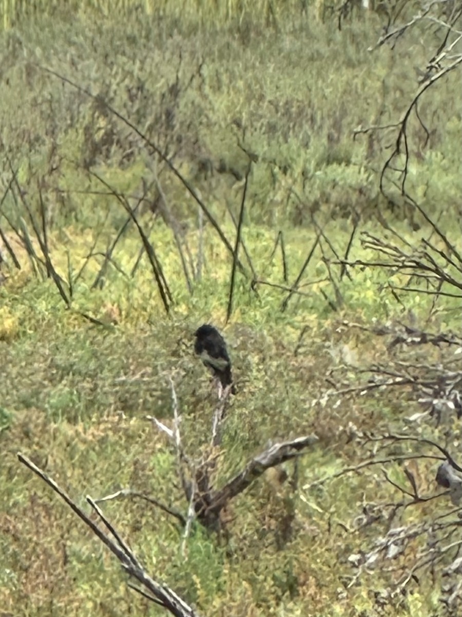 Black Phoebe - ML641530318