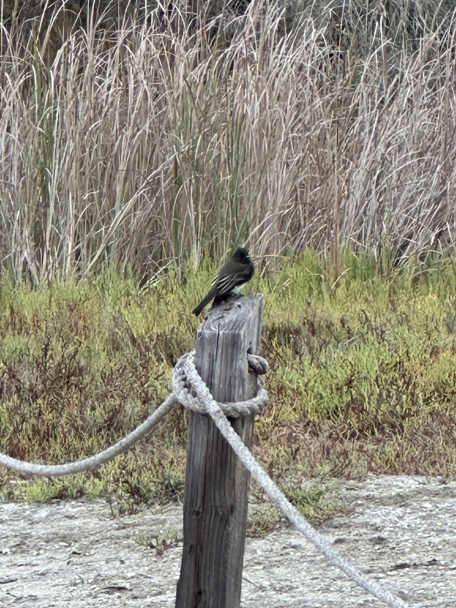Black Phoebe - ML641530320
