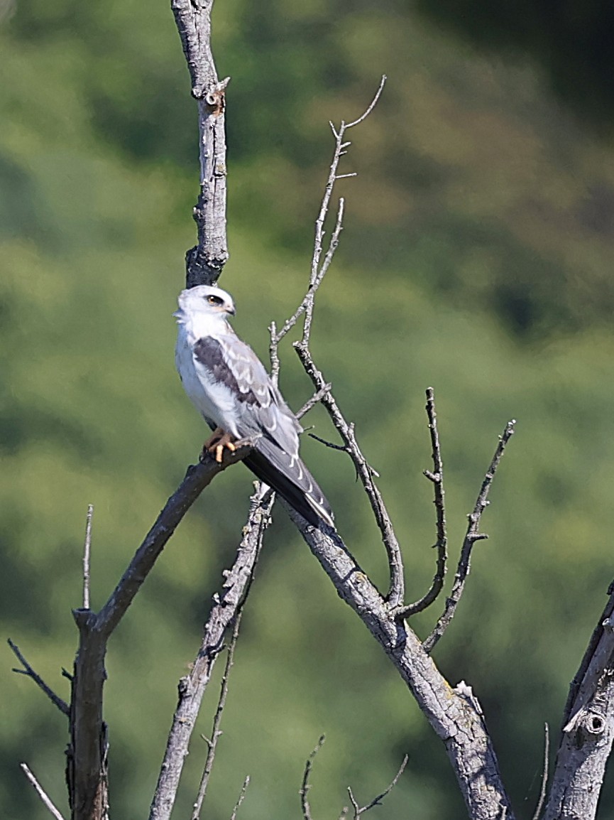 hvithaleglente - ML641530328