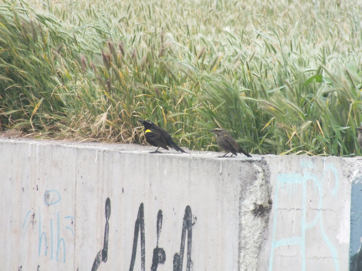 Yellow-winged Blackbird - ML641530339