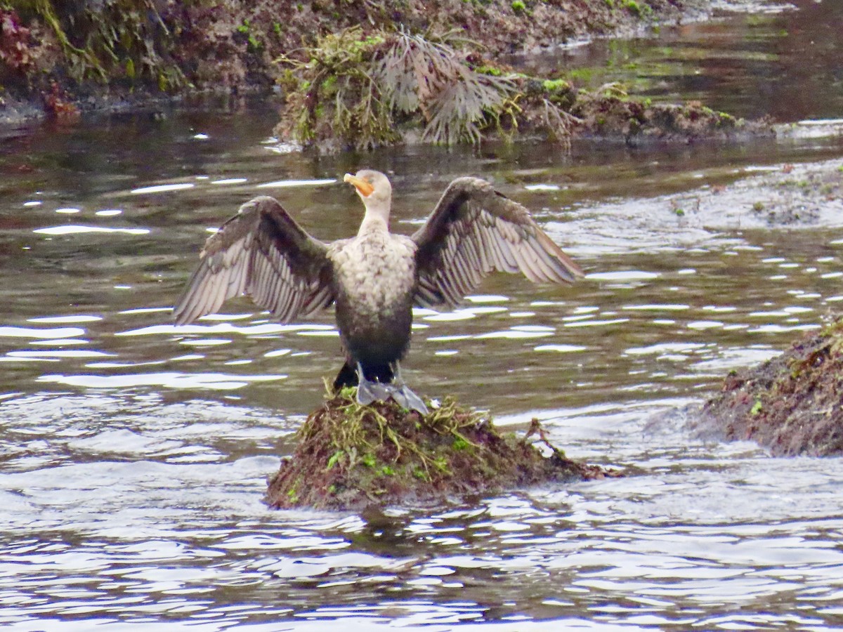 Double-crested Cormorant - ML641530346