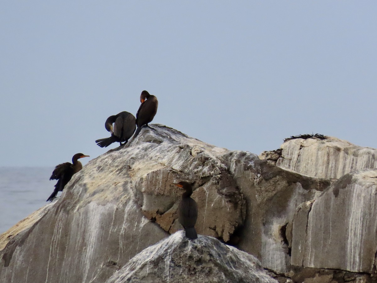 Double-crested Cormorant - ML641530347