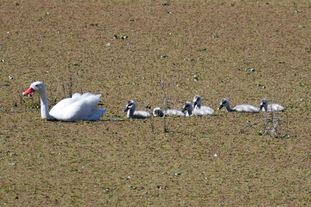 Coscoroba Swan - ML641530362