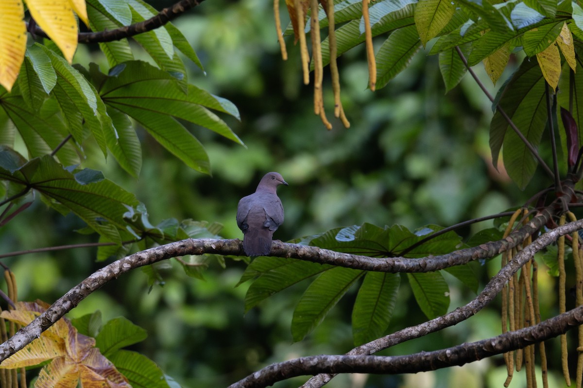 Plumbeous Pigeon - ML641530393