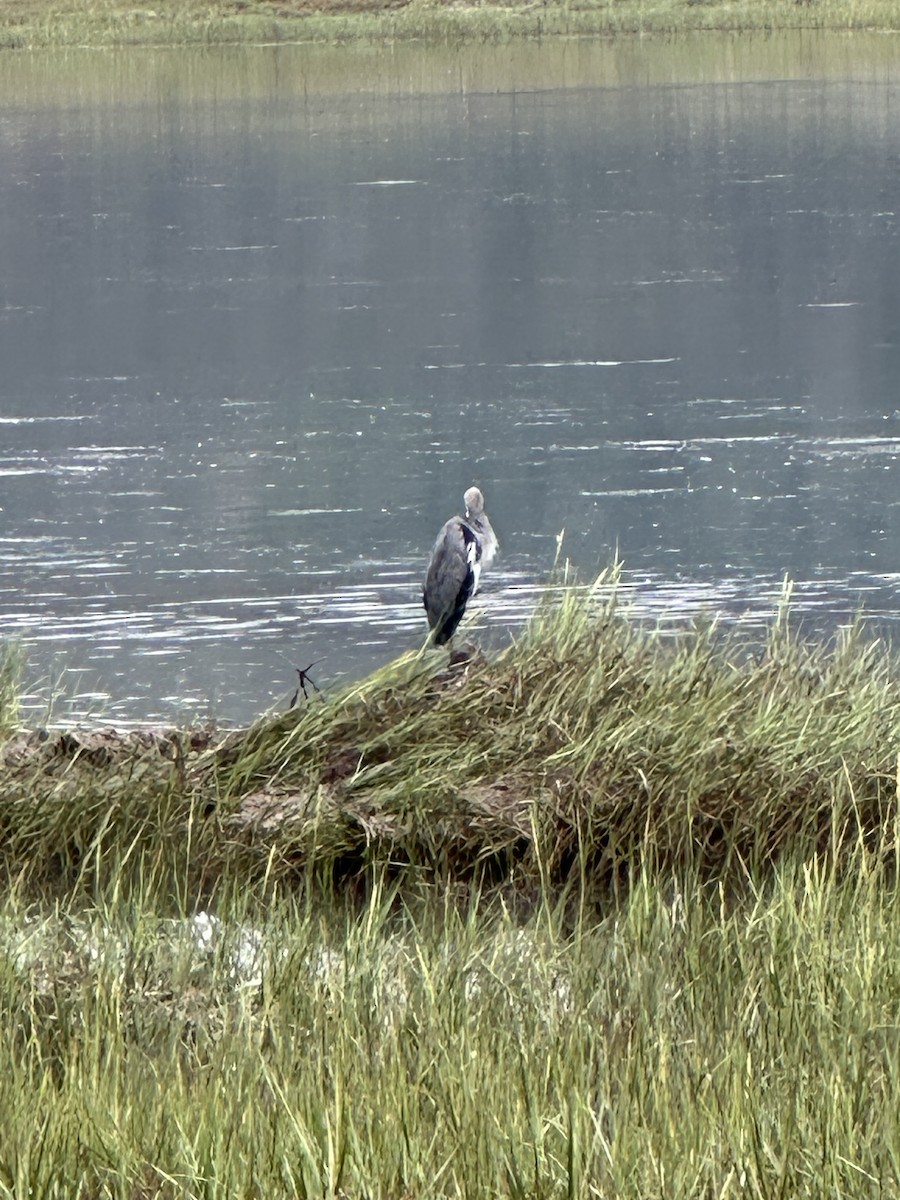 Great Blue Heron - ML641530395