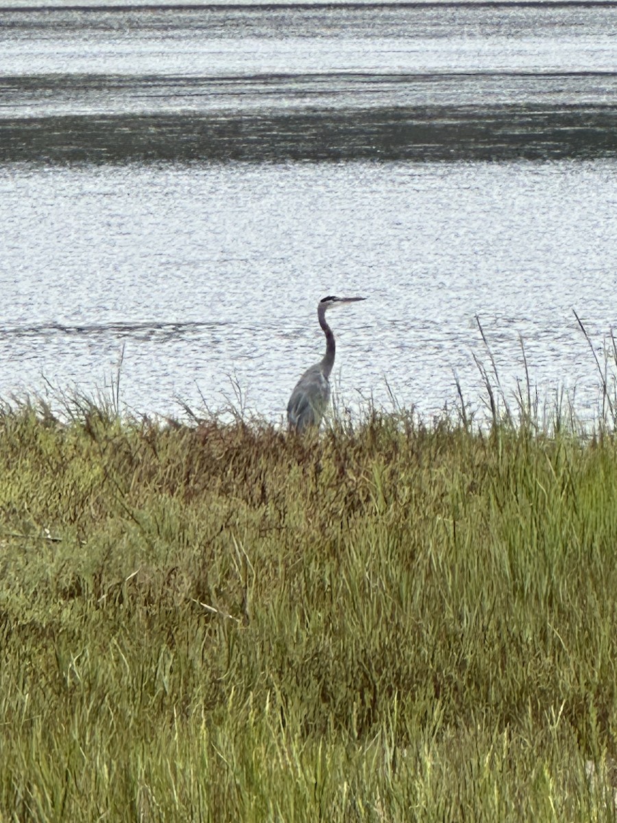 Great Blue Heron - ML641530396