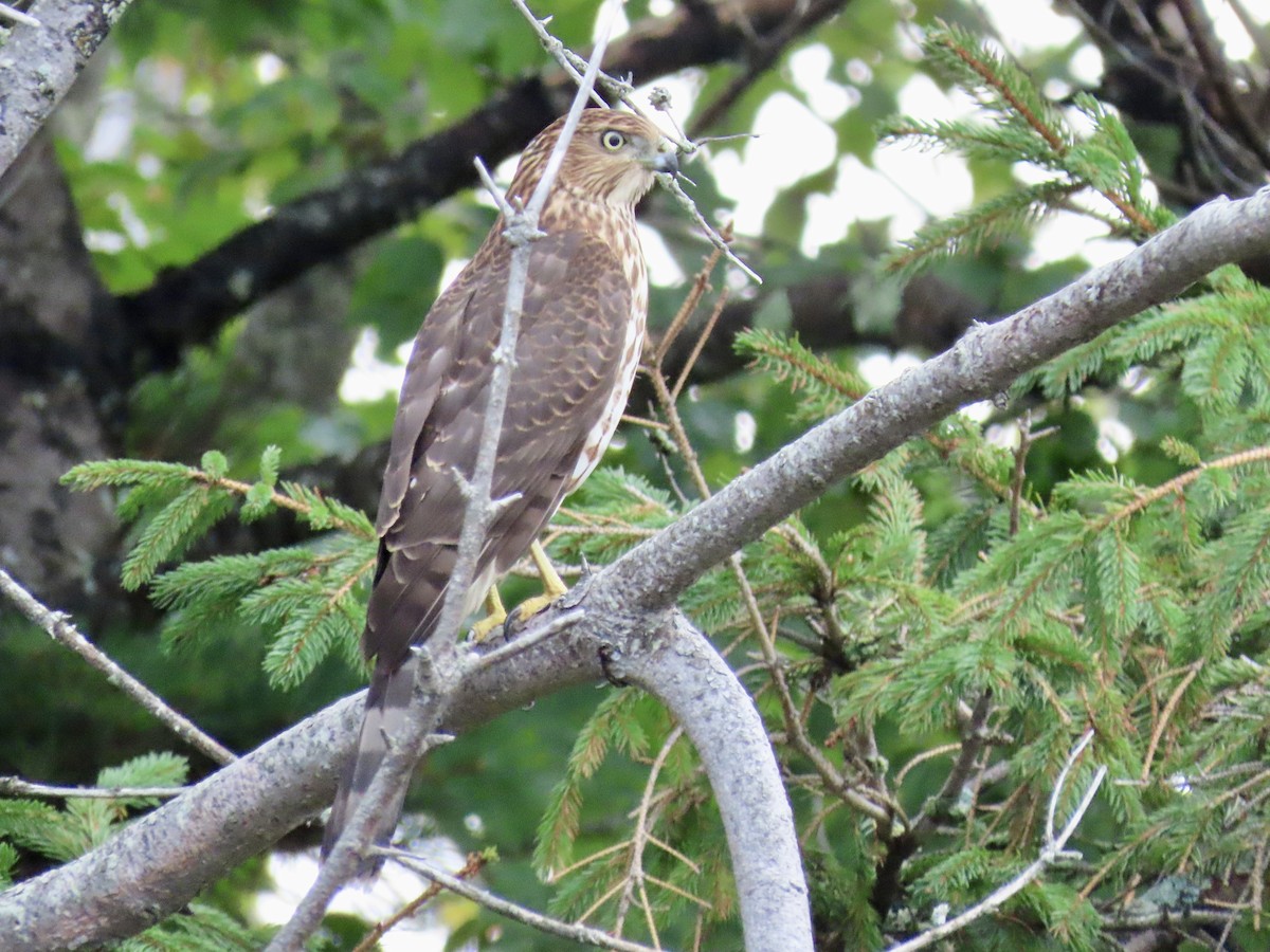 Cooper's Hawk - ML641530398