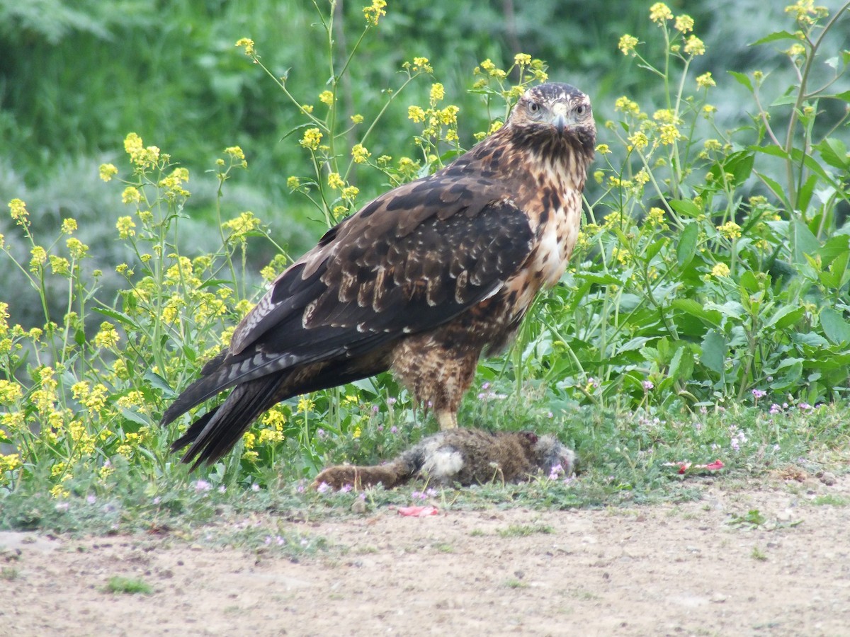 Black-chested Buzzard-Eagle - ML641530399