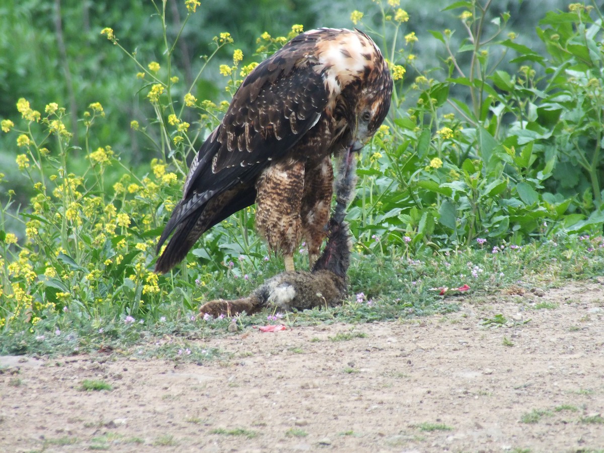 Black-chested Buzzard-Eagle - ML641530400