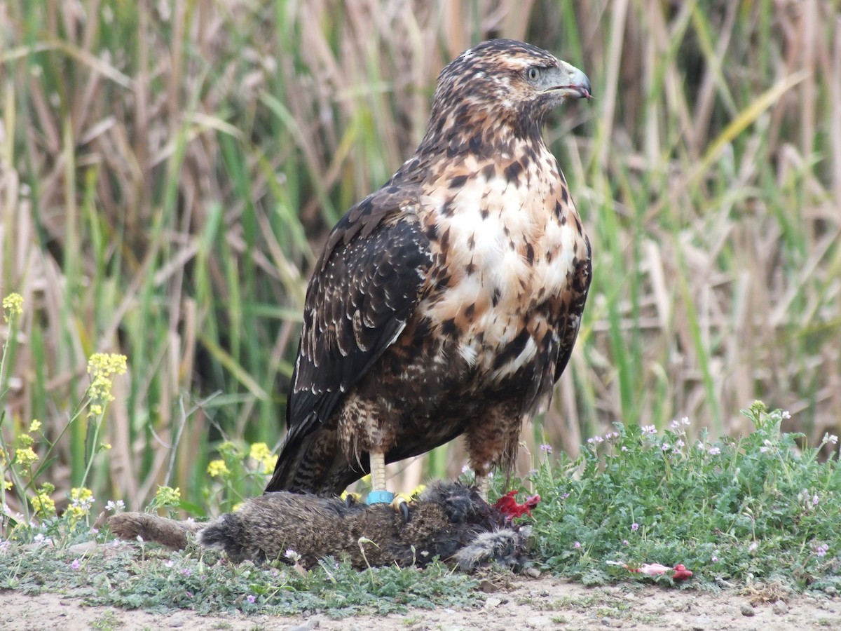 Black-chested Buzzard-Eagle - ML641530401