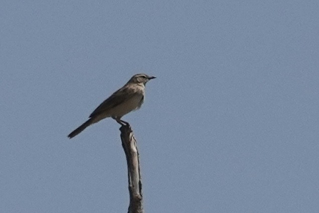 Rufous Songlark - ML641530422