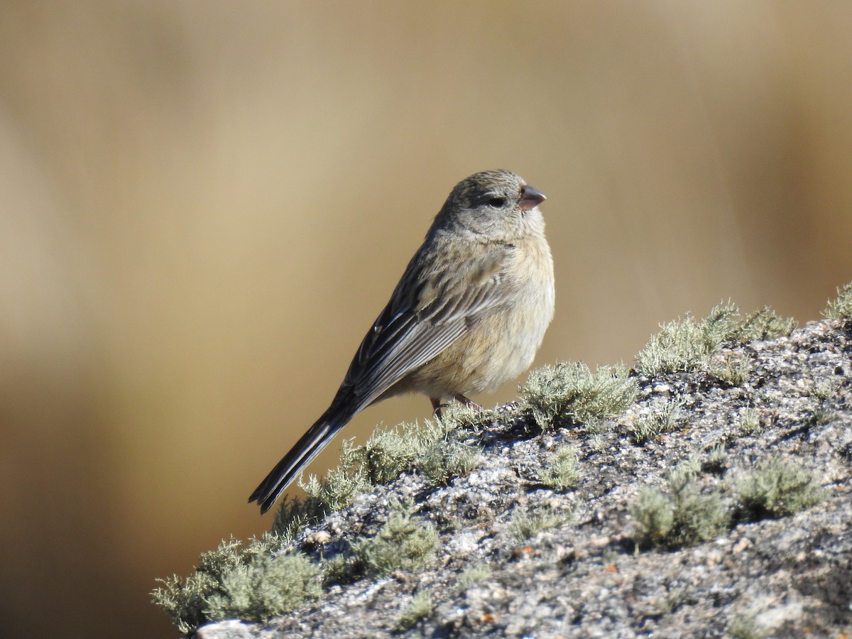 Plain-colored Seedeater - ML641530432