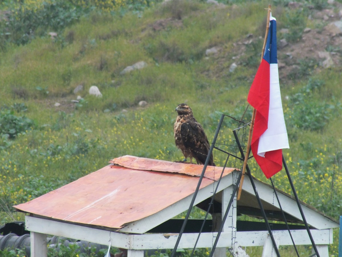 Black-chested Buzzard-Eagle - ML641530433