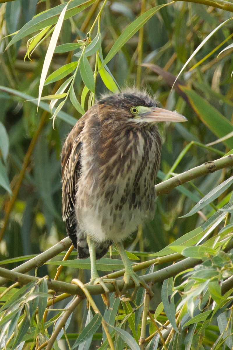 Green Heron - ML641530440