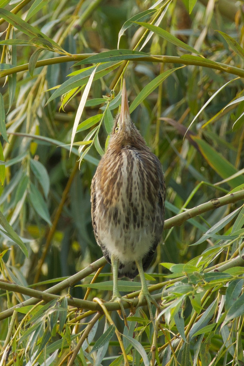 Green Heron - ML641530441