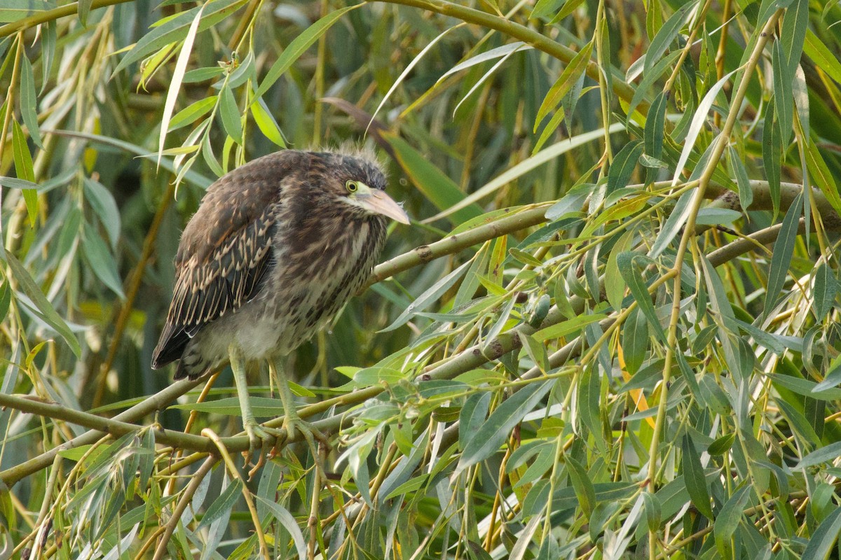 Green Heron - ML641530442