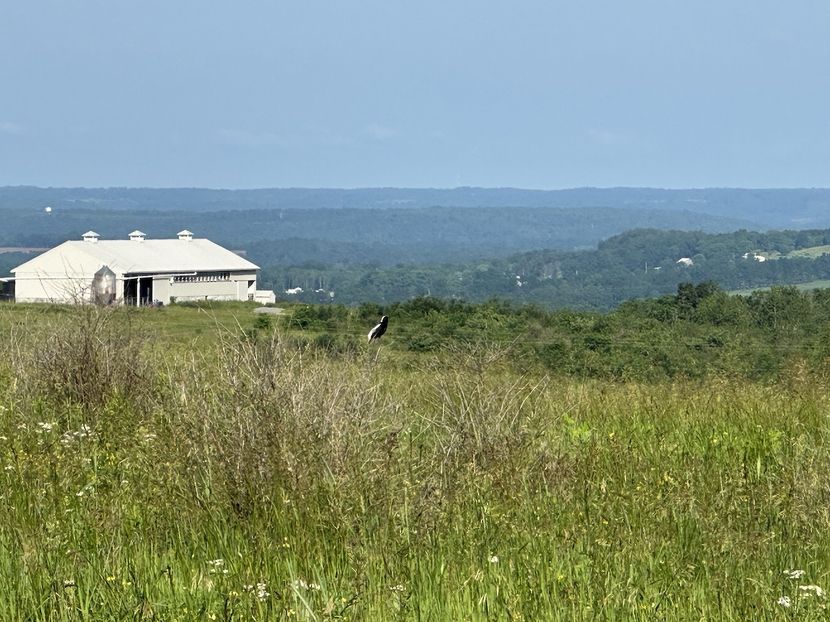 Bobolink - ML641530454