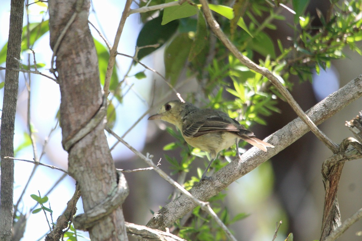 Vireo Cubano - ML641530461