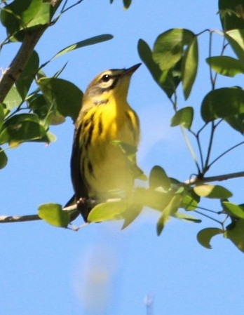 Prairie Warbler - ML641530482