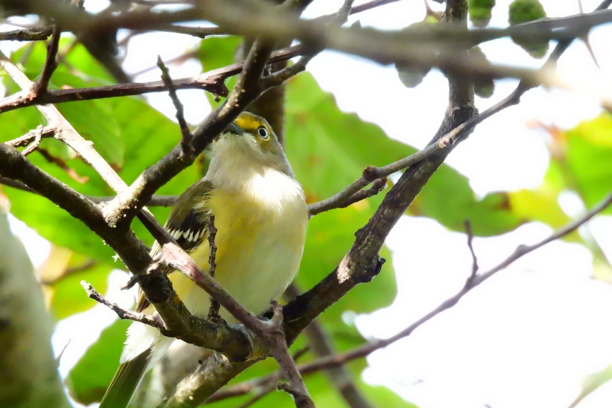 White-eyed Vireo - ML641530524