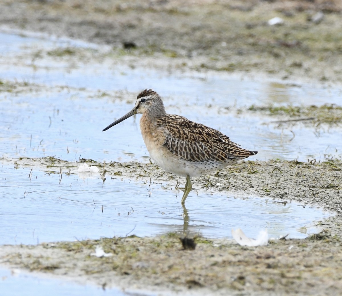 Short-billed Dowitcher - ML641530568