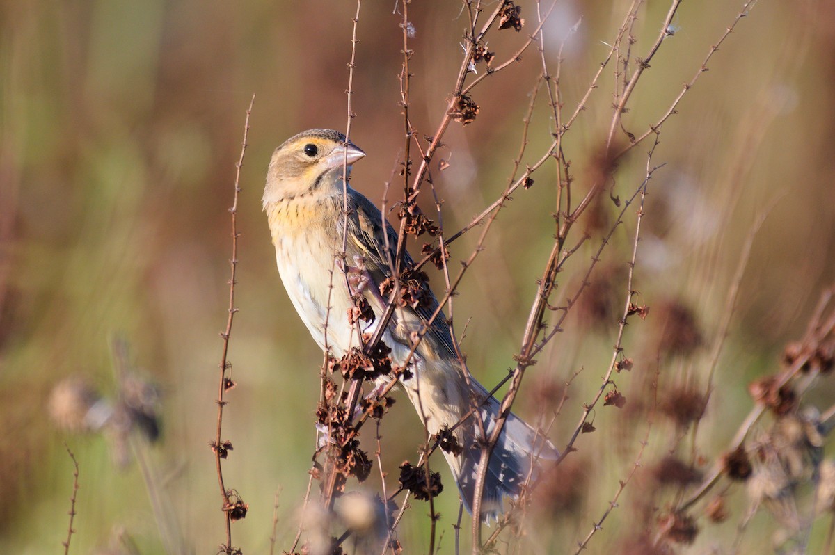 Dickcissel - ML641530587